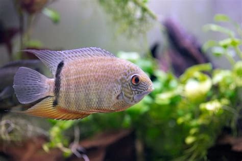serum fish|Severum Cichlid: Care, Tank Mates, Size, Diet & Setup.